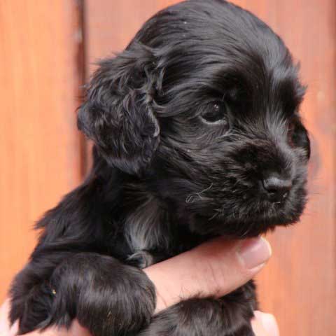 Engelse Cocker Spaniel zwart / black - Of Primrose Garden