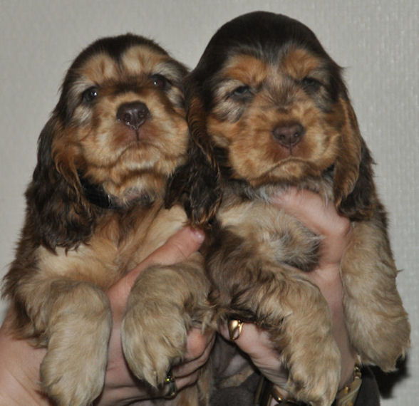 Engelse Cocker Spaniel chocolate sable pups - Secret Of Love - photo by Kristine