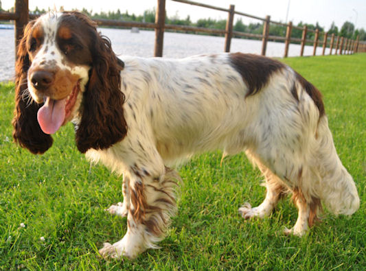 Engelse Cocker Spaniel lichte bruinschimmel met tan / liver roan with tan - Smudge - photo by Kristine