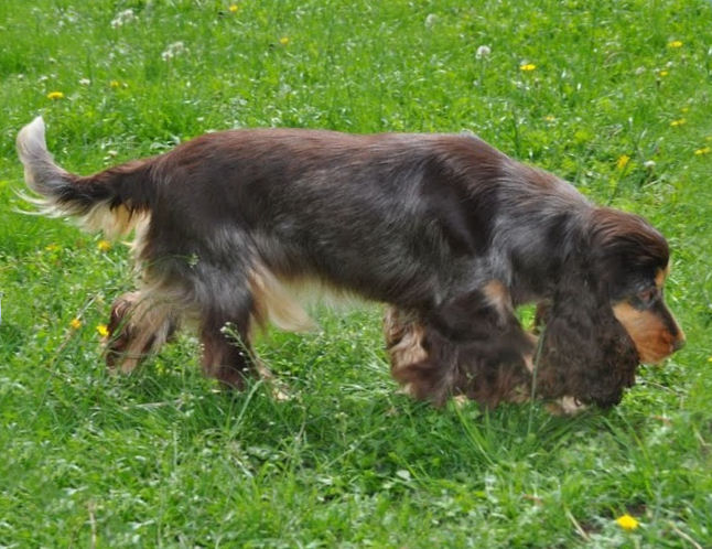 Engelse Cocker Spaniel donkere bruinschimmel met tan points / dark roan with tan - Peanut Secret Love - photo by Kristine