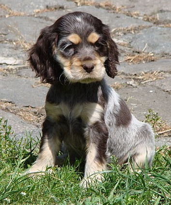 Engelse Cocker Spaniel donkere bruinschimmel met tan points / dark roan with tan - Peanut Secret Love - photo by Inge