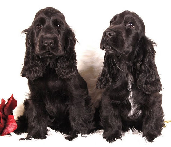 Engelse Cocker Spaniel zwart / black - photo by Karnis