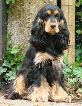 Engelse Cocker Spaniel black & tan - High Energy Of Primrose Garden