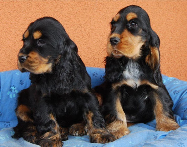 Engelse Cocker Spaniel pups black & tan - photo by Karnis