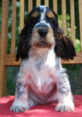 Engelse Cocker Spaniel lichte blauwschimmel met tan / light blue roan with tan - Csipirkei - photo by Karnis