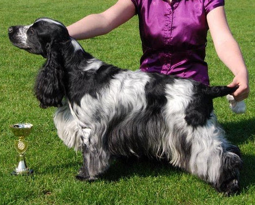 Engelse Cocker Spaniel donkere blauwschimmel / dark blue roan - photo by Karnis