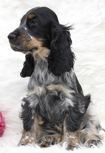 Engelse Cocker Spaniel donkere blauwschimmel met tan / dark blue roan with tan - Csipirkei - photo by Karnis