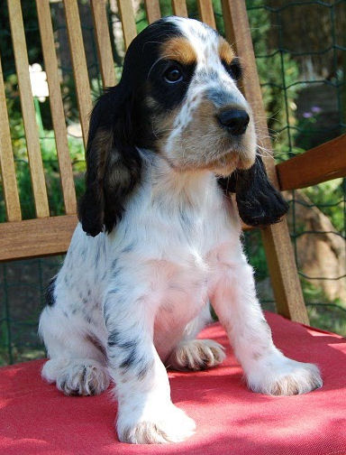 Engelse Cocker Spaniel lichte blauwschimmel met tan / light blue roan with tan - Csipirkei - photo by Karnis