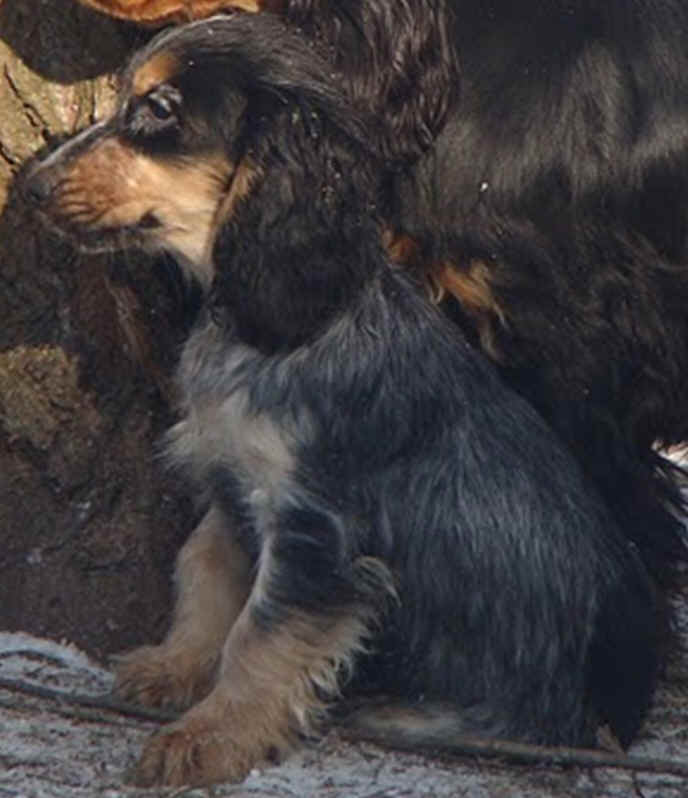 Engelse Cocker Spaniel donkere blauwschimmel met tan - Of Primrose Garden