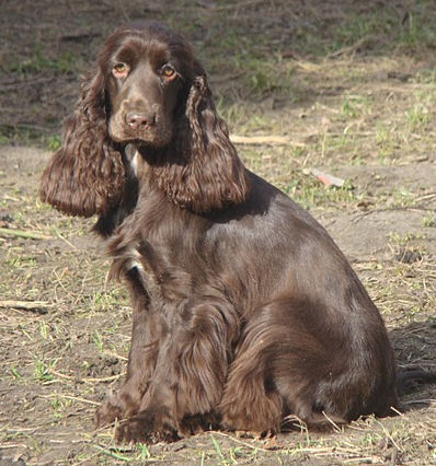 Engelse Cocker Spaniel chocoladebruin / chocolate - Hotstuff of Primrose Garden