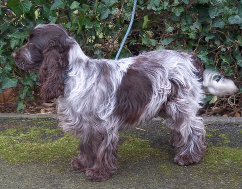 Engelse Cocker Spaniel bruinschimmel / chocolate roan - Figlio - photo by Sofie Vranckaert