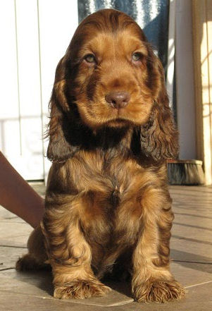 Engelse Cocker Spaniel bruin sable / chocolate sable - photo by Karnis