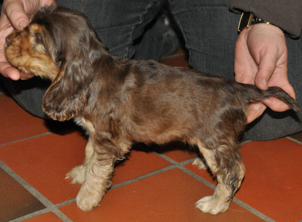 Engelse Cocker Spaniel chocolate sable pup - Secret Of Love - photo by Kristine