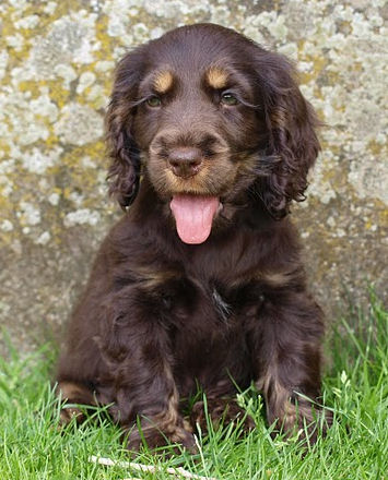 English Cocker Spaniel liver & tan - Jollie - photo by Inge