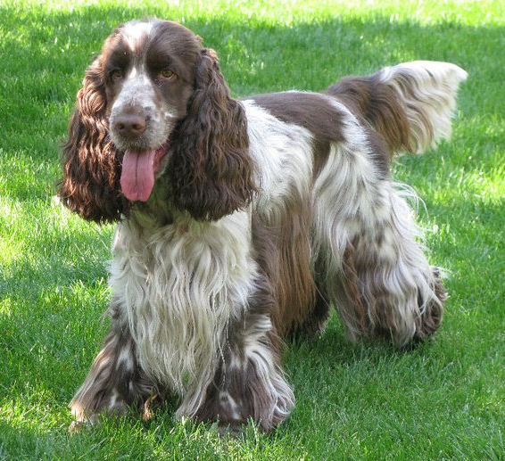 Engelse Cocker Spaniel donkere bruinschimmel / dark liver roan - Quiro - photo by Noor Raats