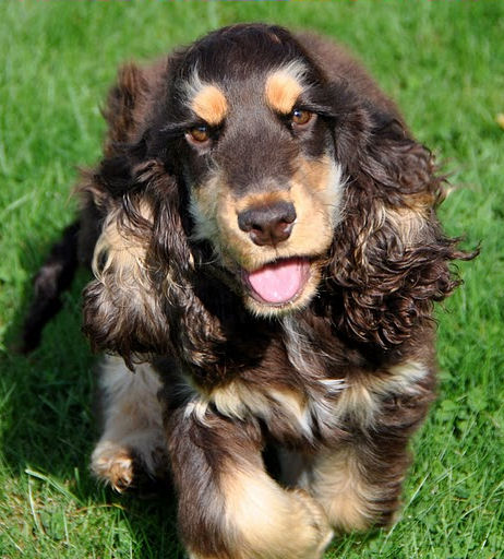 English Cocker Spaniel liver & tan - Ferro - photo by Inge