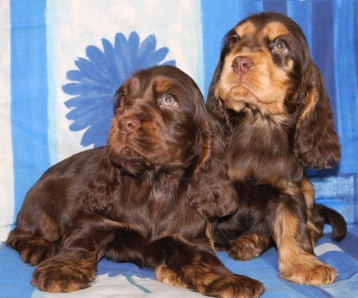 Engelse Cocker Spaniel pups liver & tan / chocolate & tan - photo by Karnis