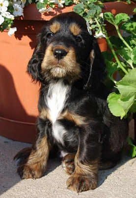 Engelse Cocker Spaniel black & tan pup met witte borst (= tricolor) - photo by Karnis