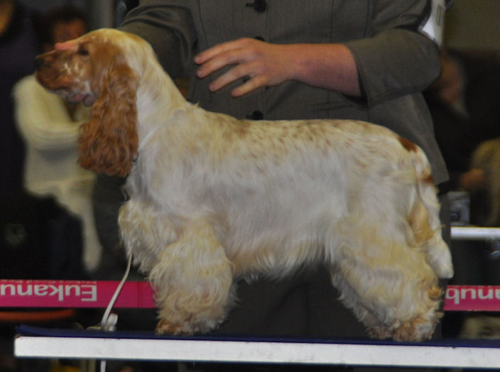 Engelse Cocker Spaniel lichte roodschimmel / red roan - photo by Kristine