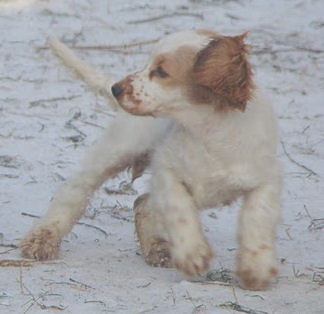 Engelse Cocker Spaniel rood wit ticking parti red white - Of Primrose Garden