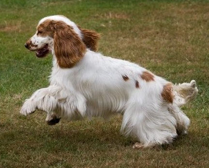 Engelse Cocker Spaniel rood wit ticking parti red white - Of Primrose Garden