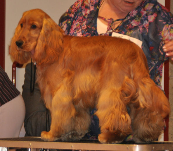 Engelse Cocker Spaniel rood / red - photo by Kristine