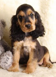 Engelse Cocker Spaniel sable zwart pigment - photo by Karnis