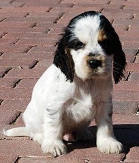 Engelse Cocker Spaniel tricolor - photo by Karnis