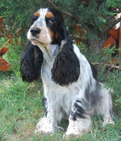 Engelse Cocker Spaniel tricolour - photo by Karnis