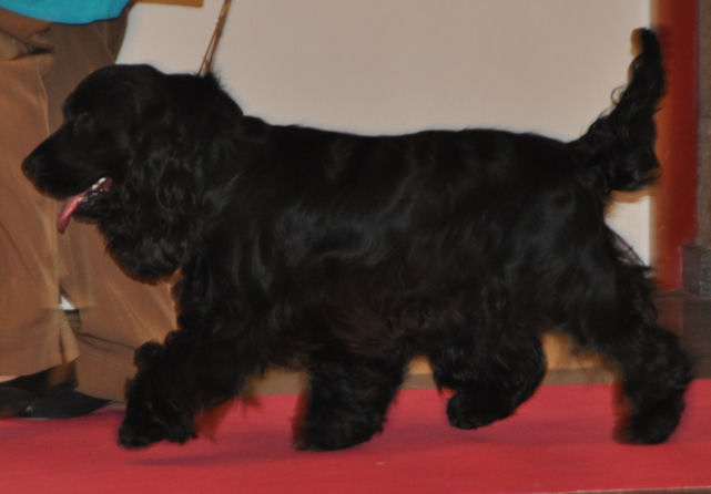 Engelse Cocker Spaniel zwart / black - photo by Kristine