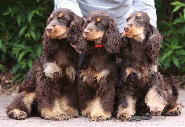 liver tan cocker spaniel