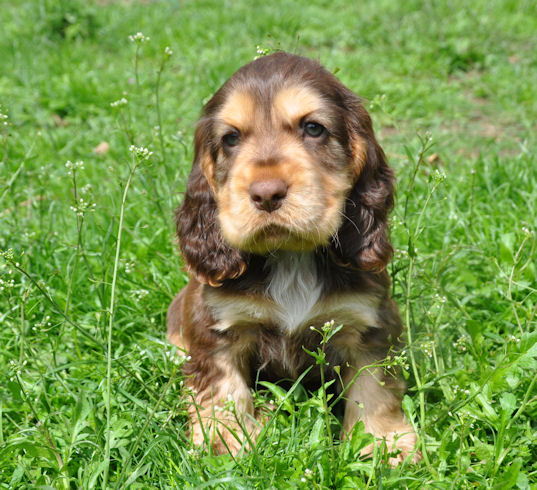 Engelse Cocker Spaniel bruin sable / chocolate sable - Secret Love - photo by Kristine