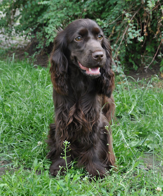 Engelse Cocker Spaniel bruin chocolade chocolate liver - Nikita - photo by Kristine