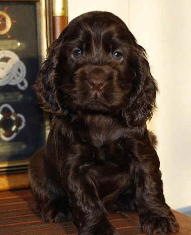 Engelse Cocker Spaniel Nikita