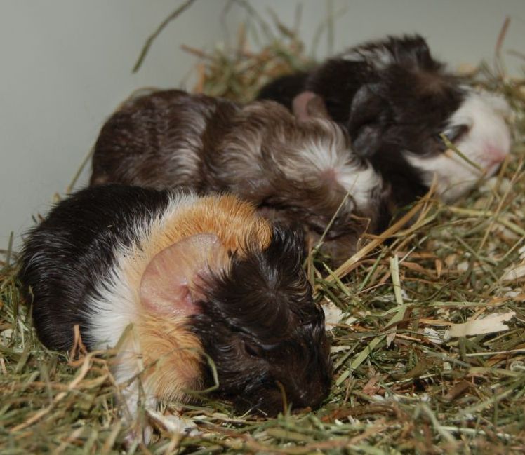 Coronet Cavia baby's