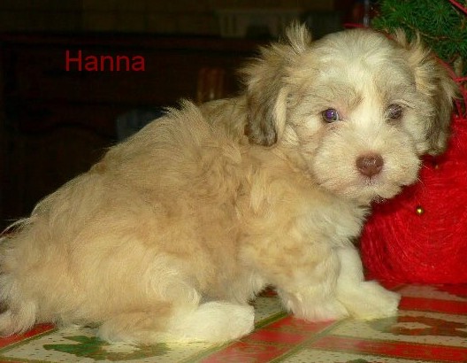 Massivus Angel's Havanese