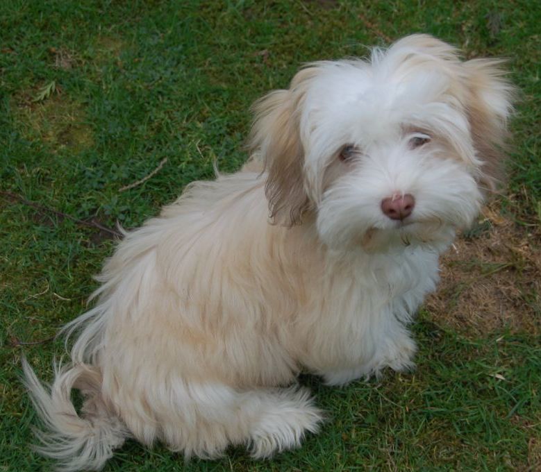 havanese with blue eyes