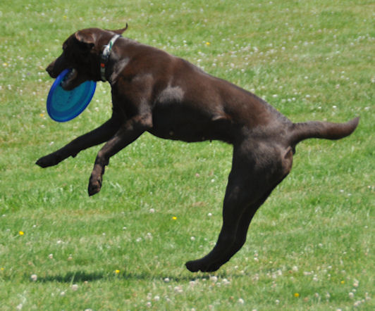 Choco doing Dog Frisbee