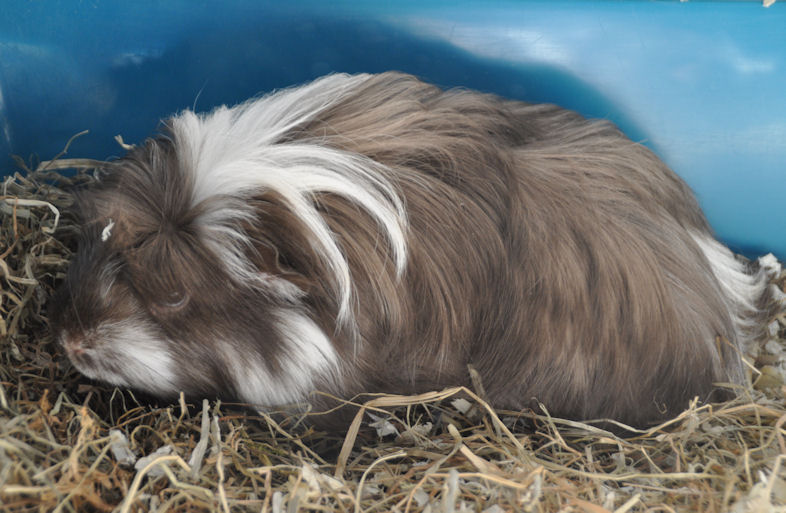 Coronet cavia Pluto