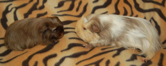 Coronet cavia Breeze & Daike