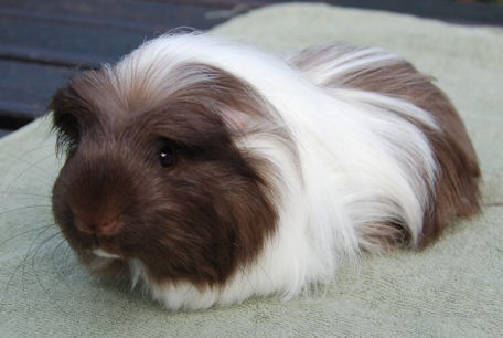 Coronet cavia Goofy