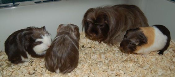 Coronet cavia's Dayita Gucci Dunja Breeze