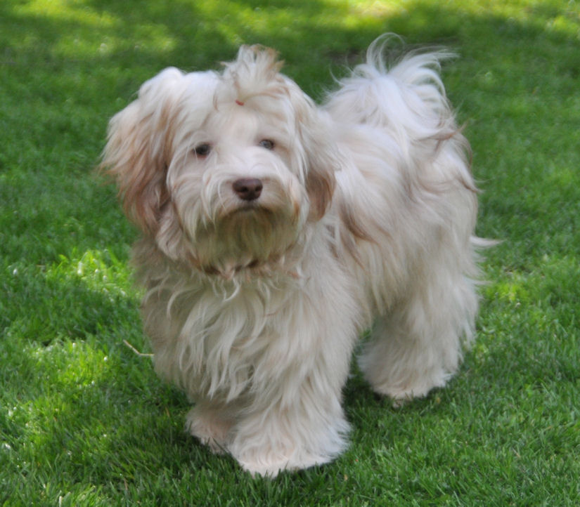 Jolie Siena del Paradiso di Cani