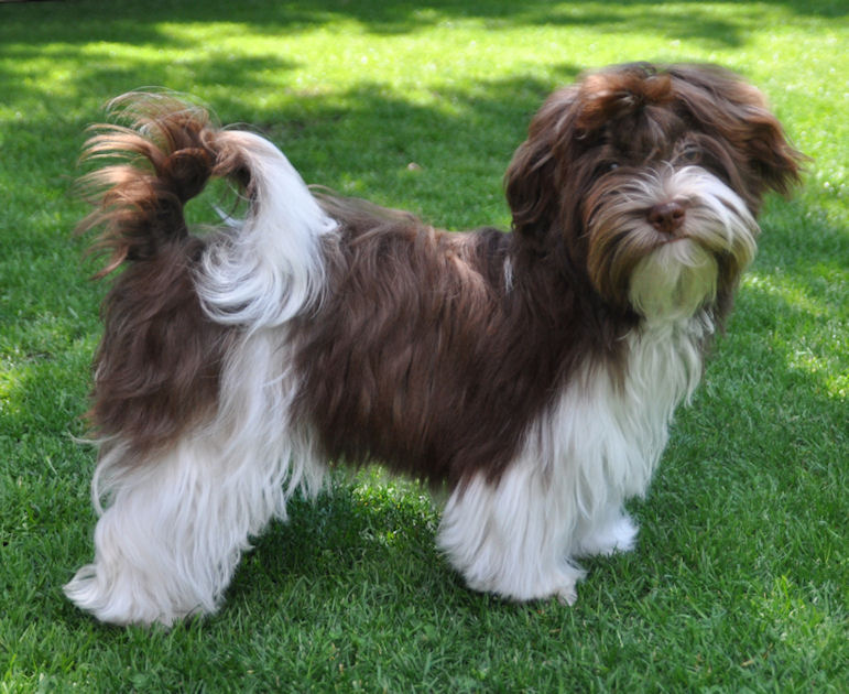 Je Tiziano del Paradiso di Cani - photo by Kristine Goossens