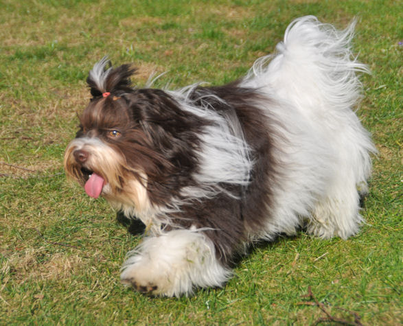 Tapscott's Willie Makeit "Toto" - photo by Kristine Goossens