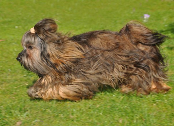 red brindle havanese