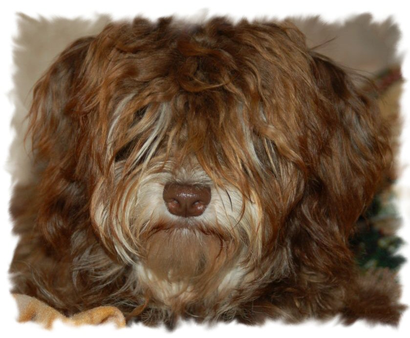 chocolate havanese dogs