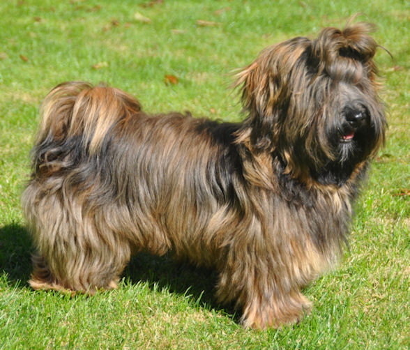 red brindle havanese