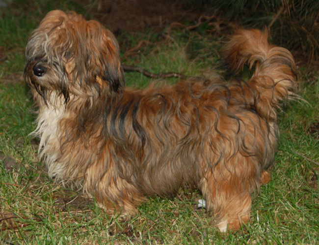 red brindle havanese