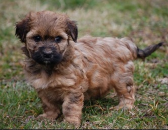 sable havanese puppies